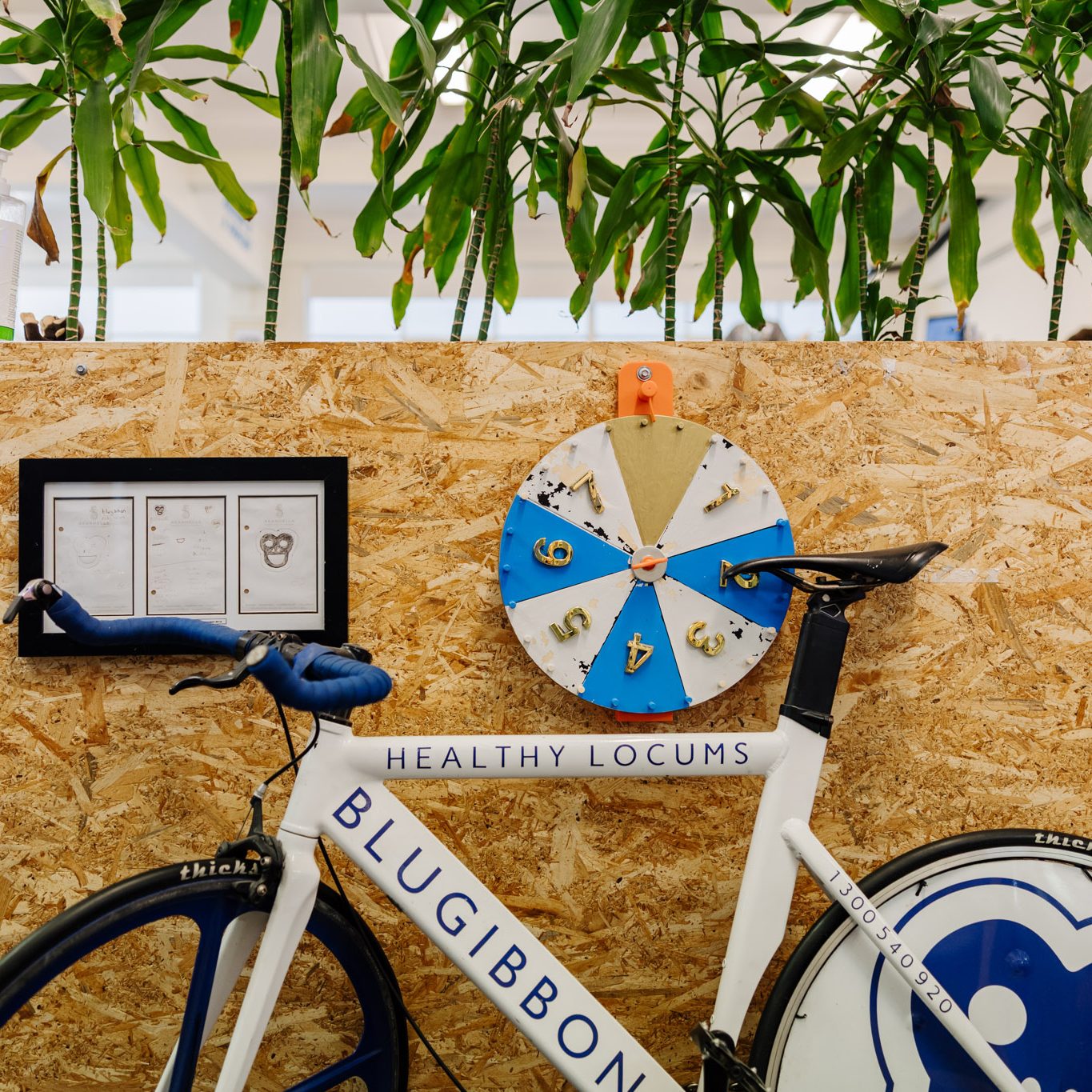 BlueGibbon-2048px-002